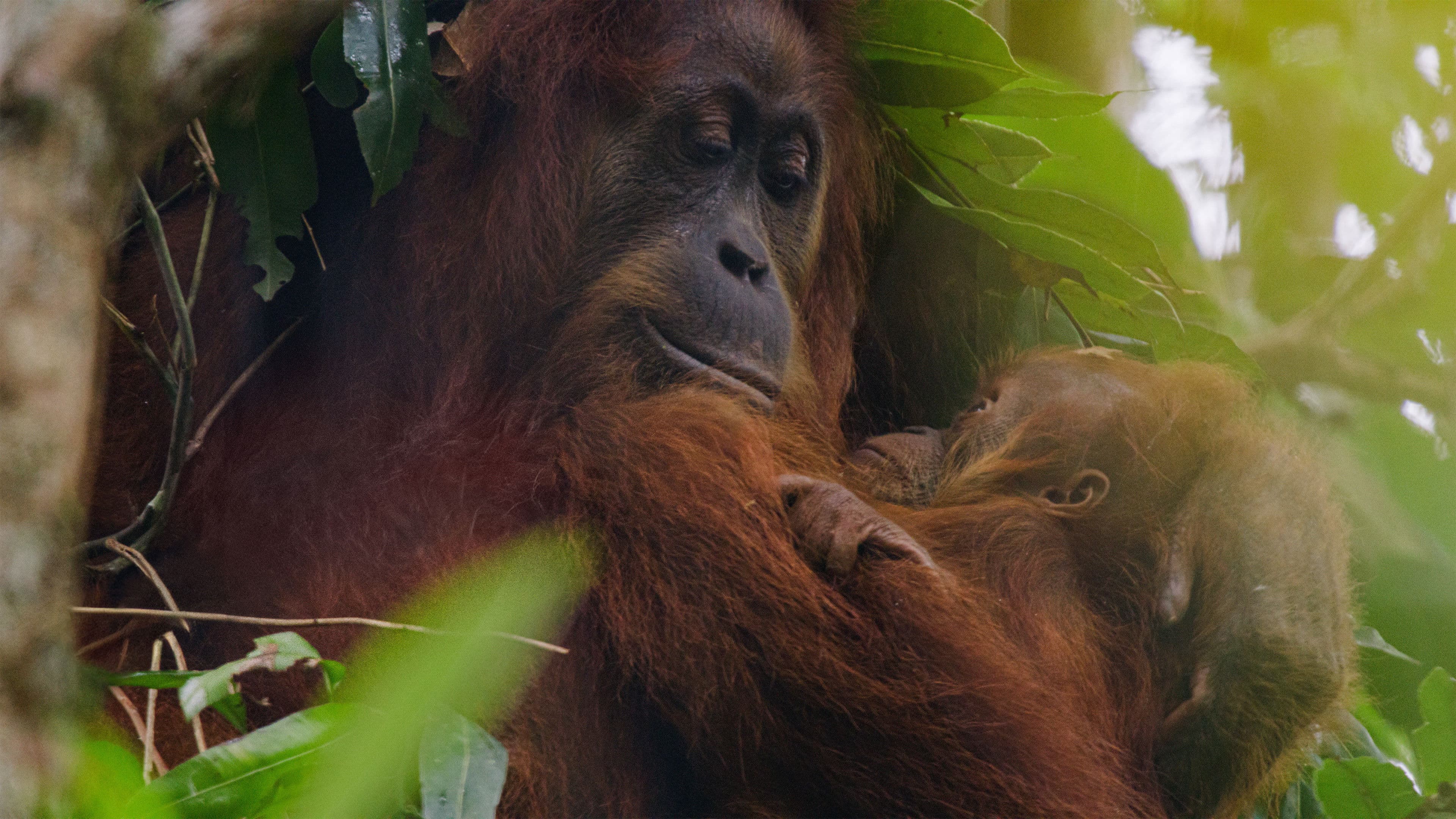 Banner Image of Orangutan