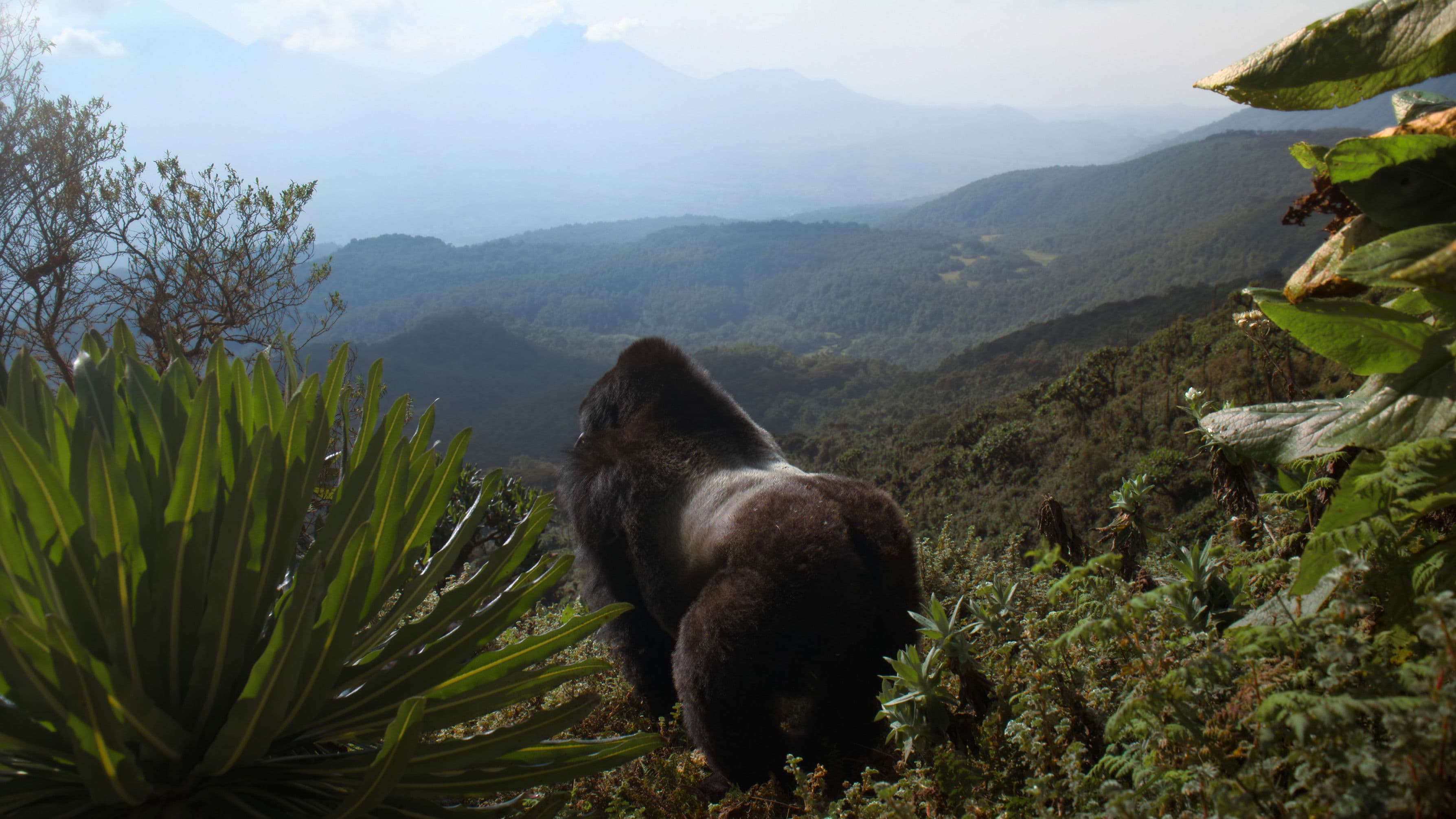 Banner Image of A Gorilla Story: Told by David Attenborough