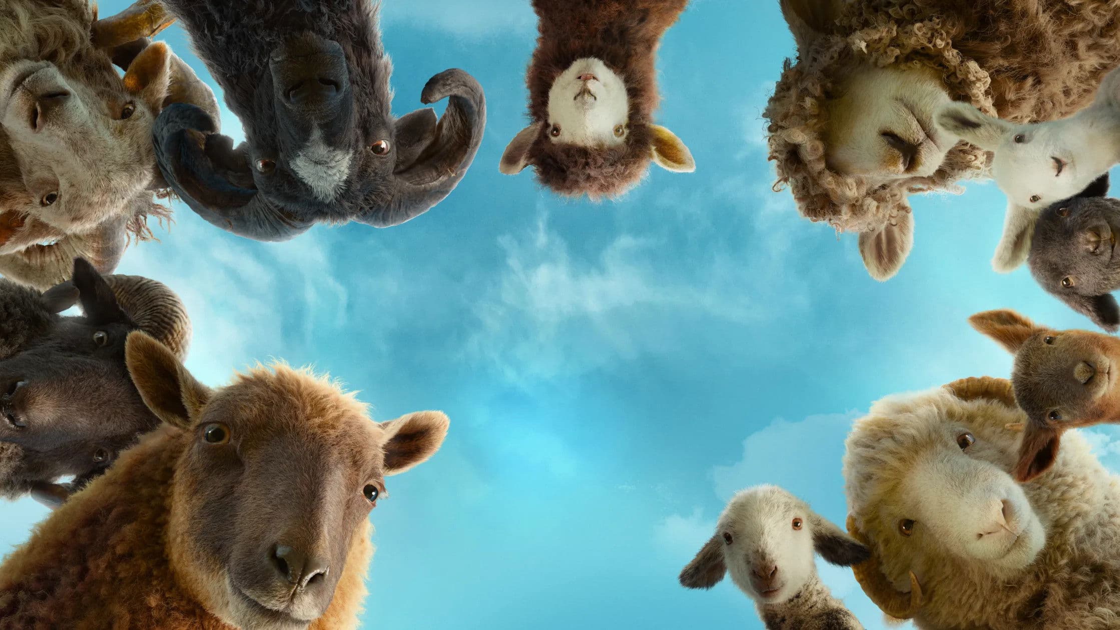 Banner Image of The Sheep Detectives