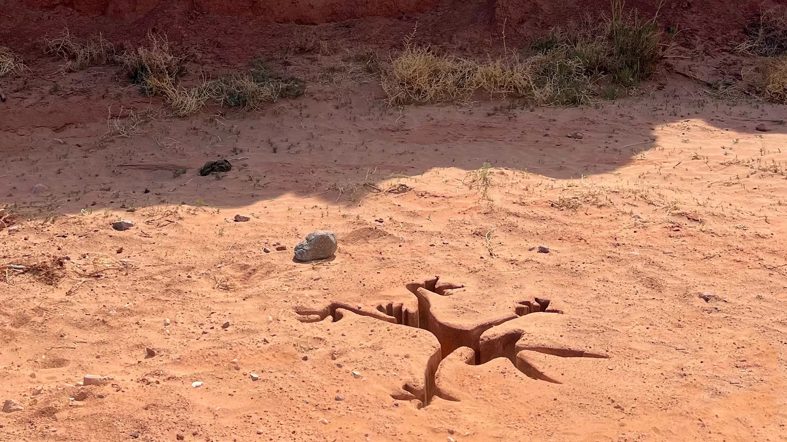 Banner Image of Coyote vs. Acme